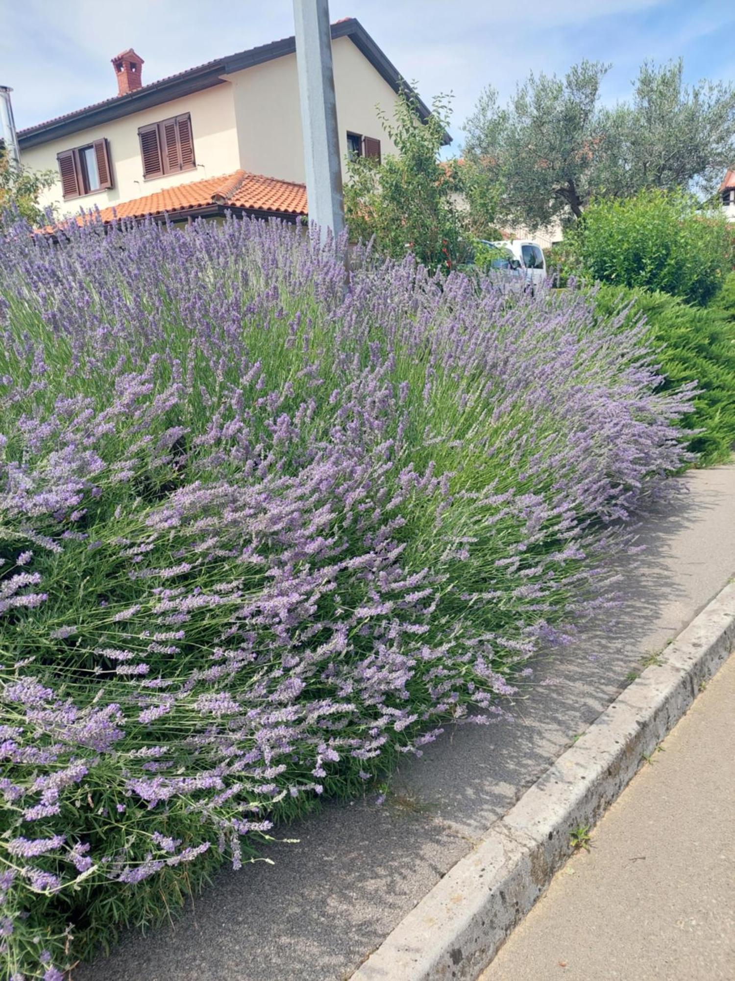 Apartment Fabris Roč Kültér fotó